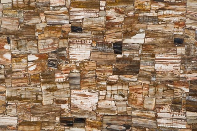 Petrified Wood Retro — semi precious slab