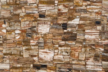 Petrified Wood Retro — lastra di semipreziose egiziano