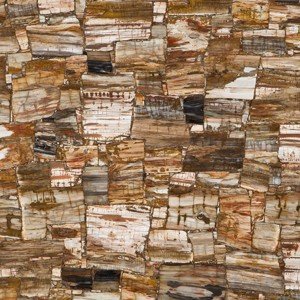Piastrella di Petrified Wood Retro, pietra semipreziosa